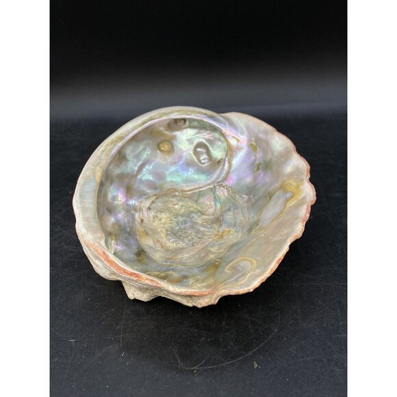 Abalone Shell 7” X 5.5” Haliotis Refescens Vintage Trophy